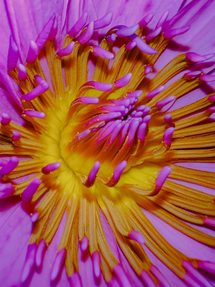 A close up of a purple flower with yellow stamen